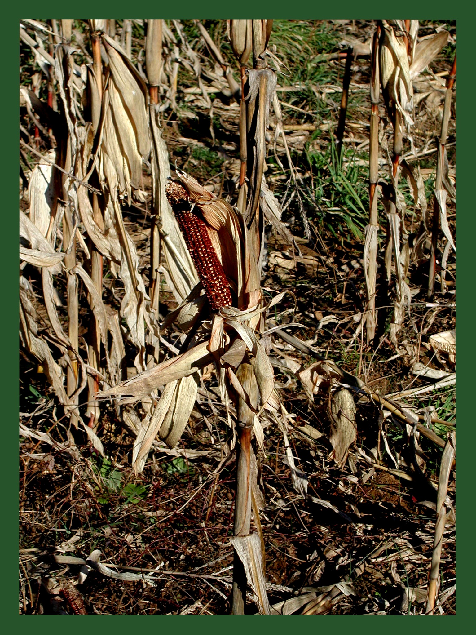 Hillcrest field photo