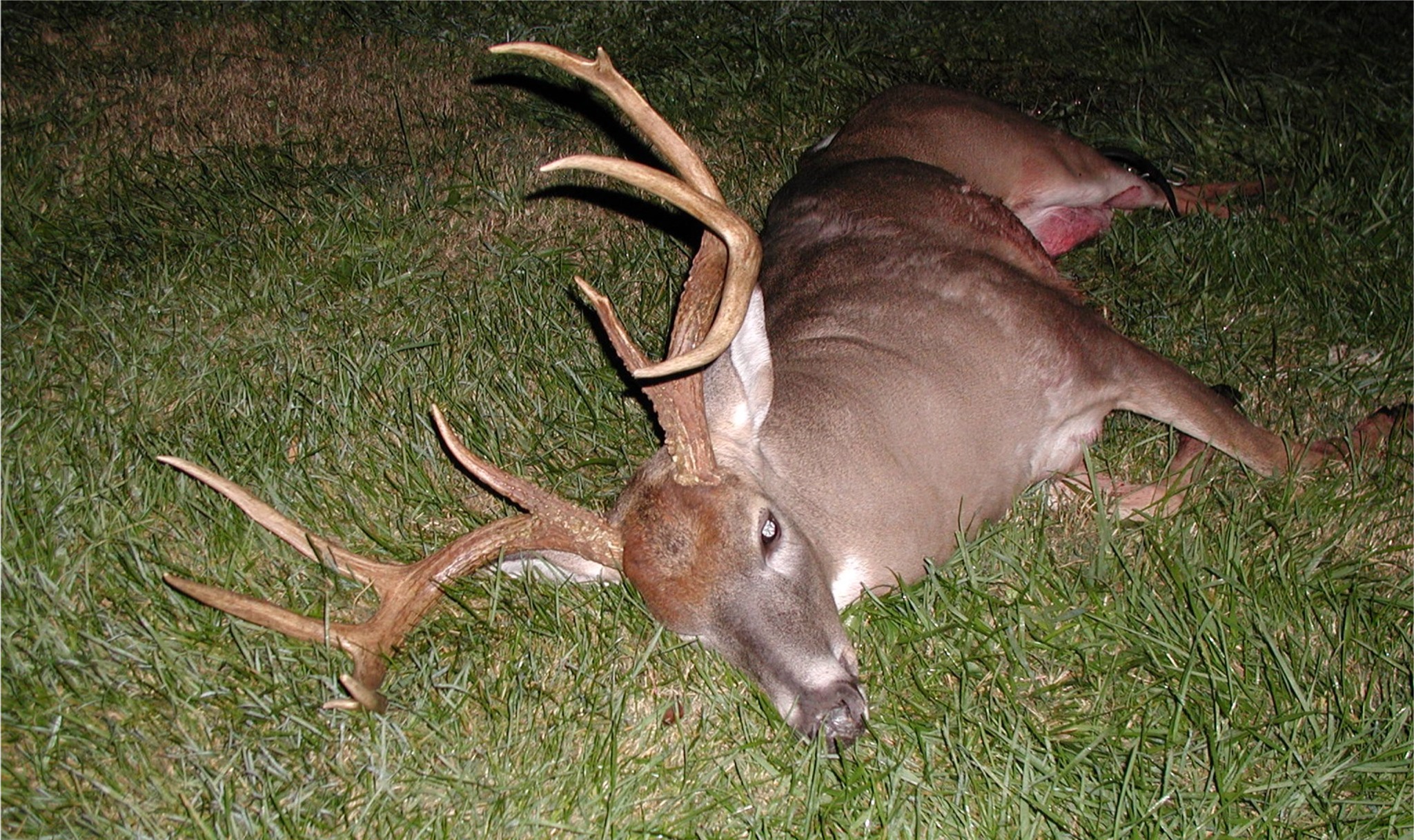2004 deer harvest at Hillcrest