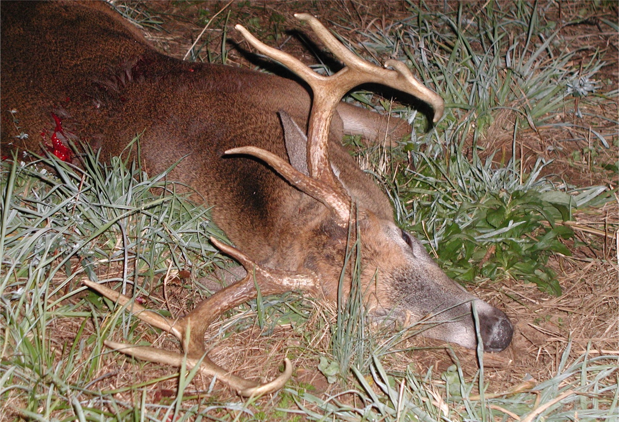 Second 2004 deer harvest at Hillcrest