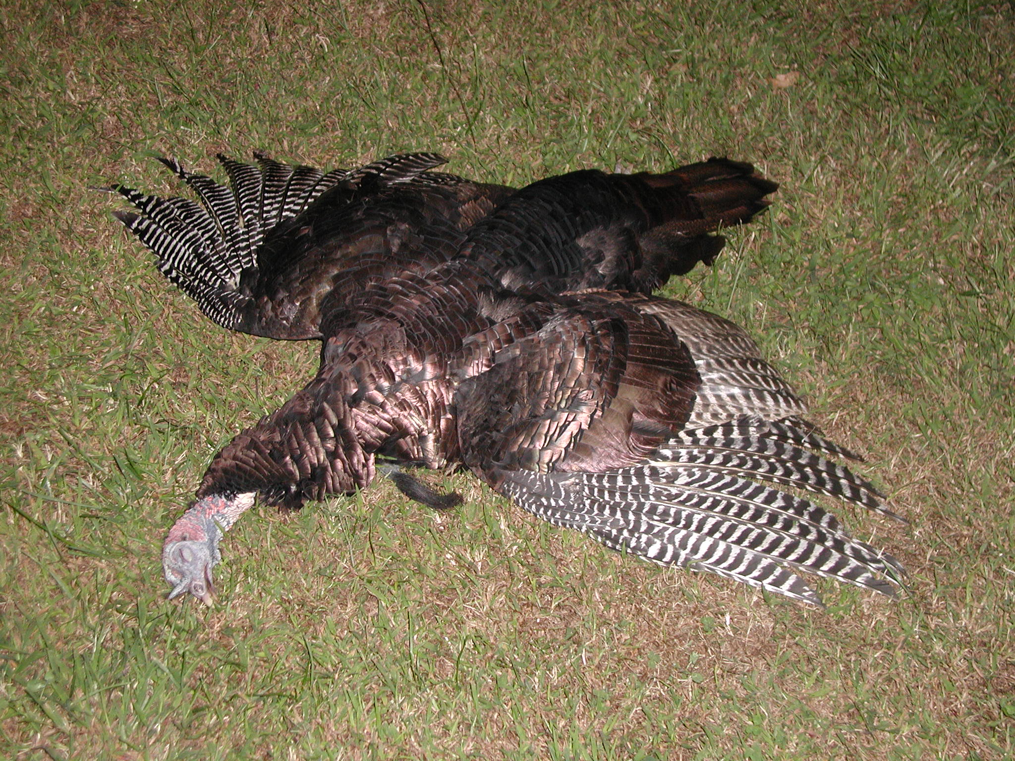Two deer and a turkey harvested in one week in 2004