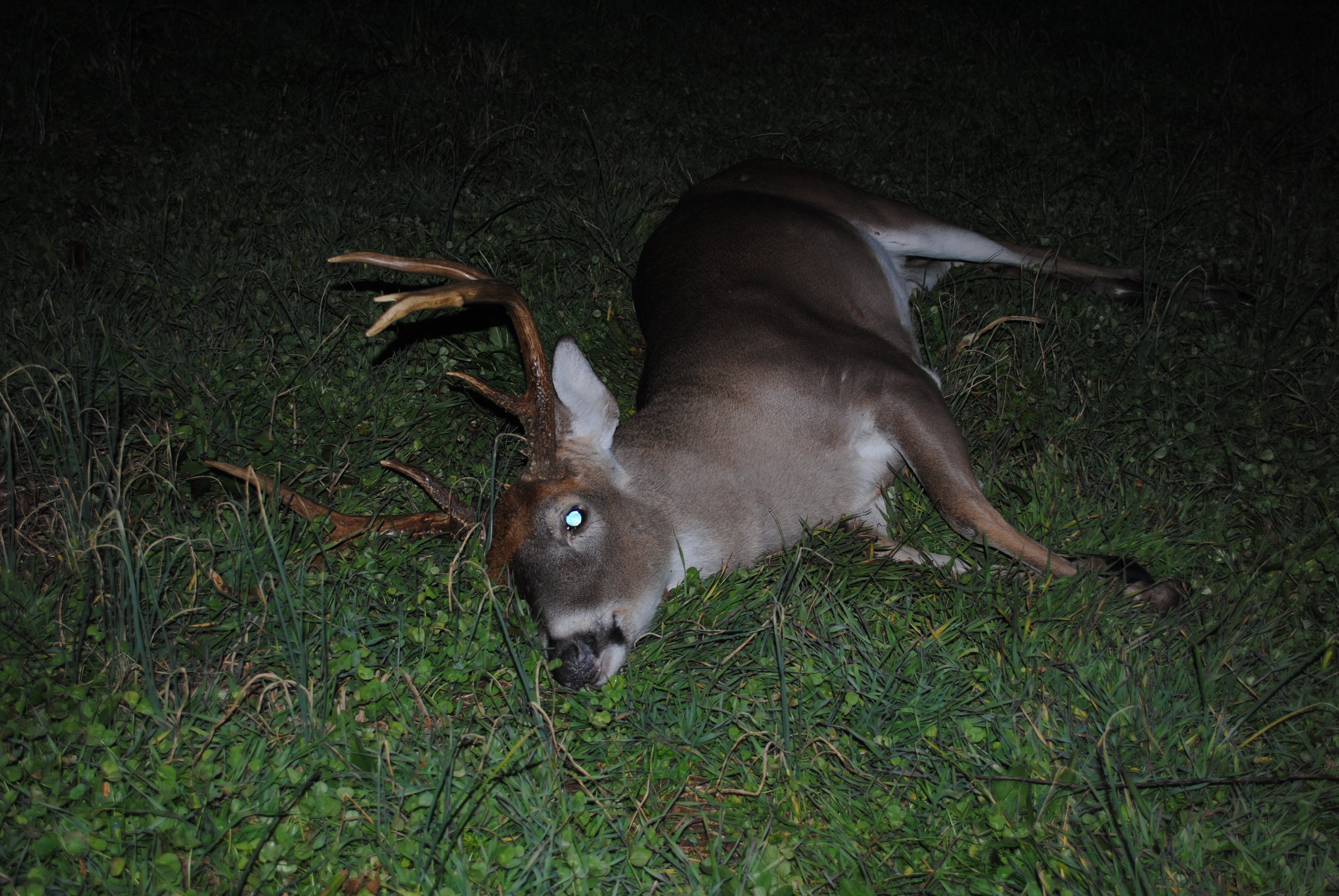 2012 deer harvest at Hillcrest