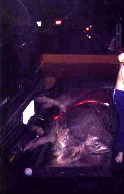 Dr. Bettinger's feral pig