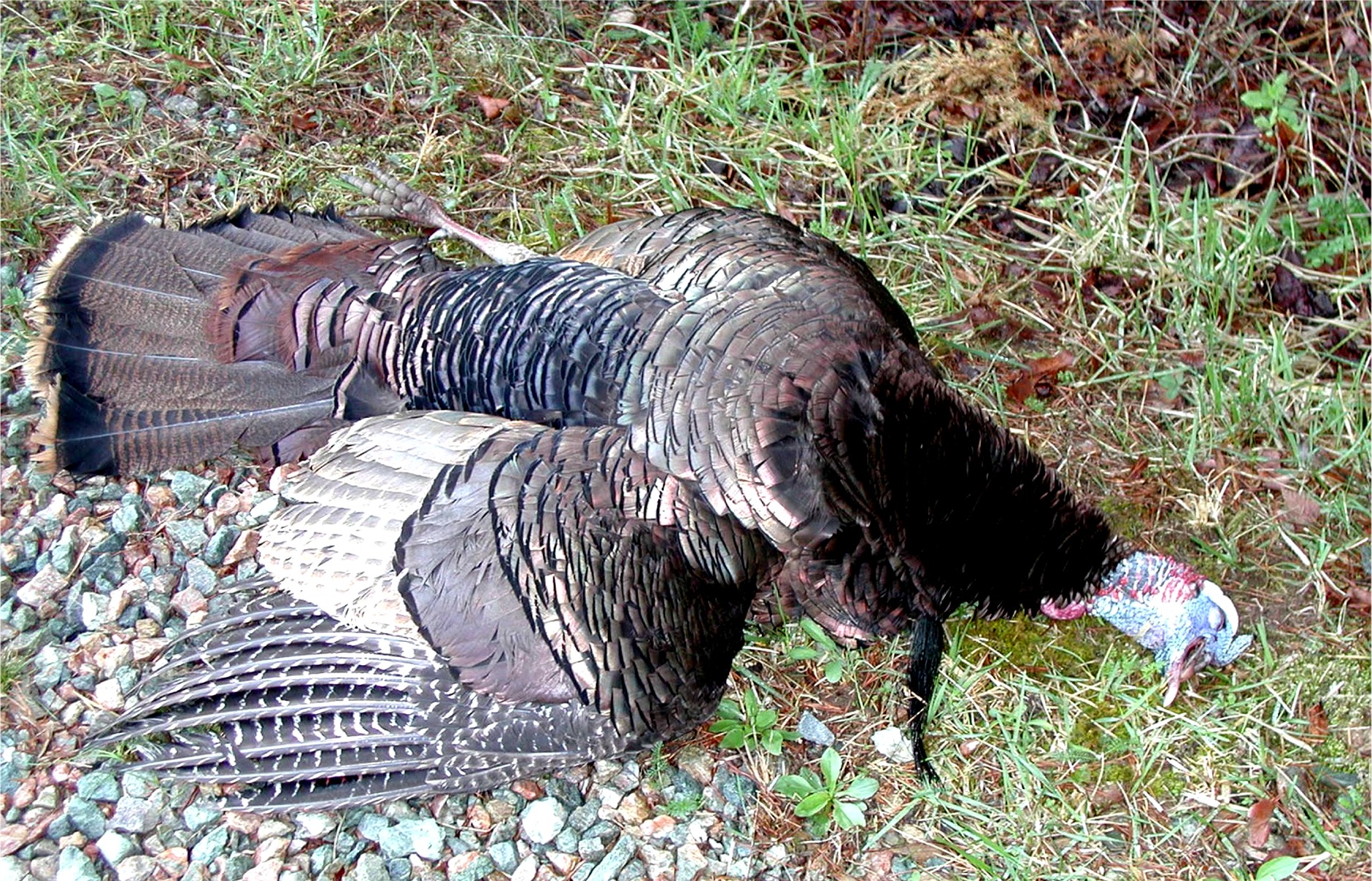 JCD Spring Gobbler