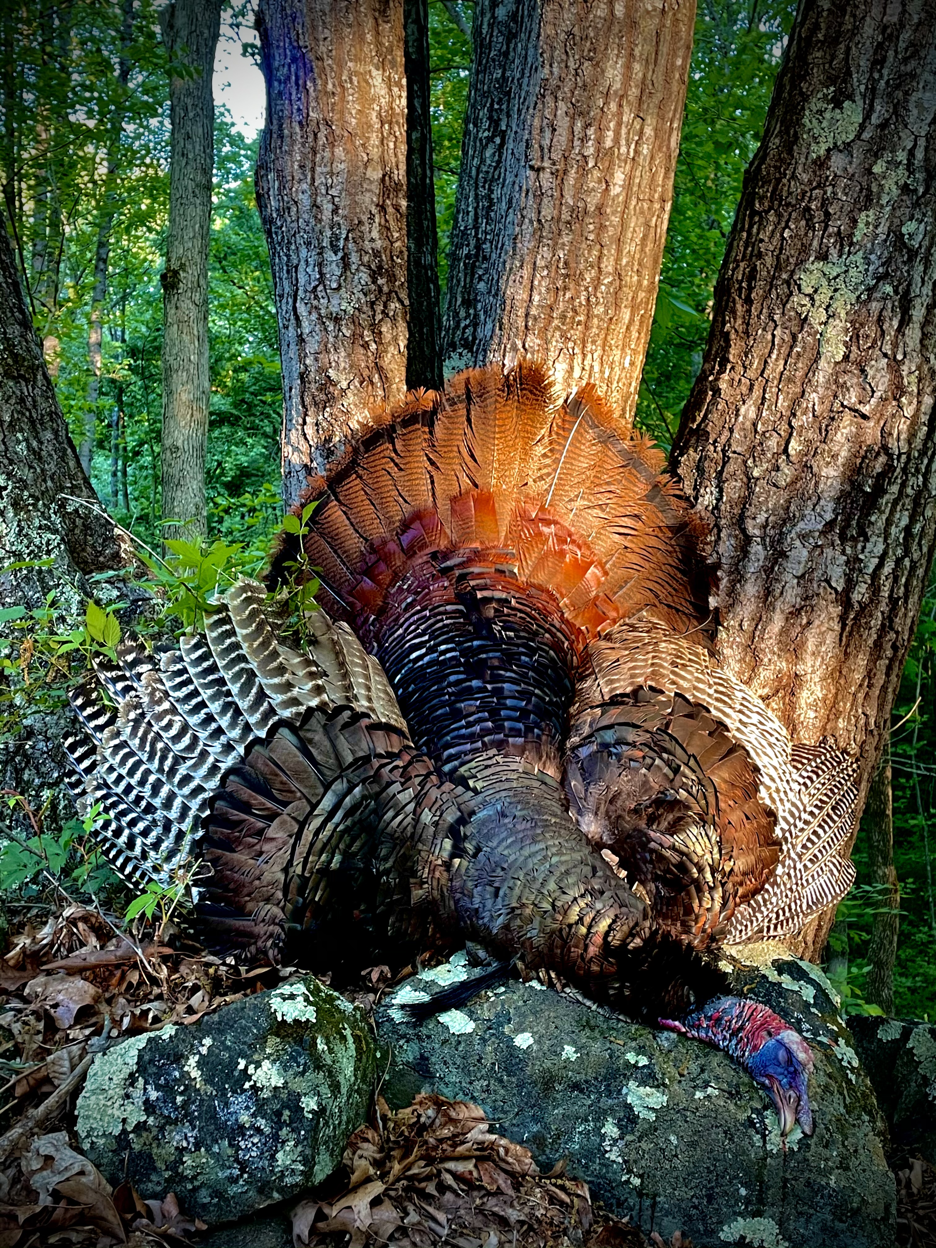 Hillcrest turkey harvest