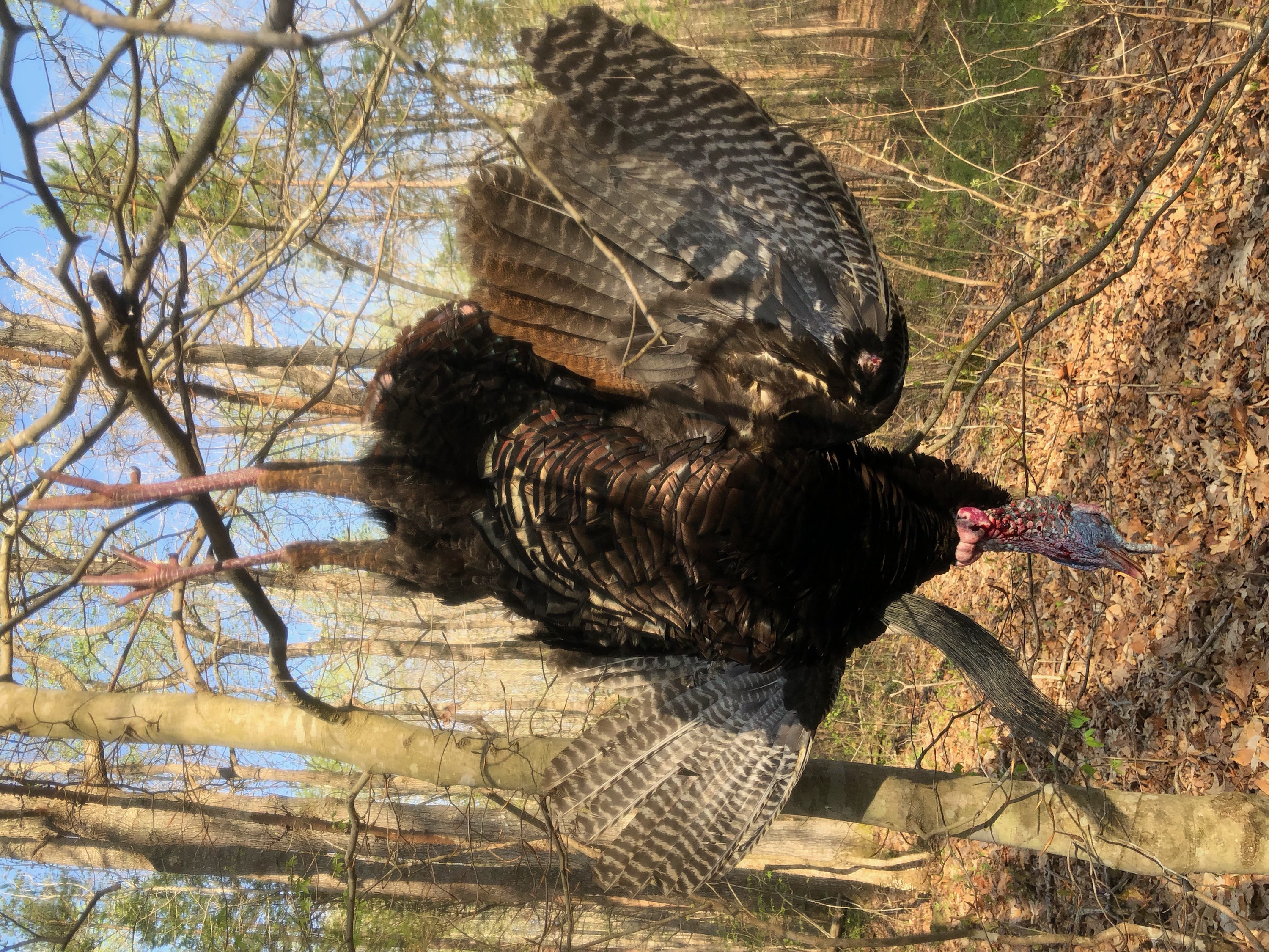 Hillcrest hunting photo