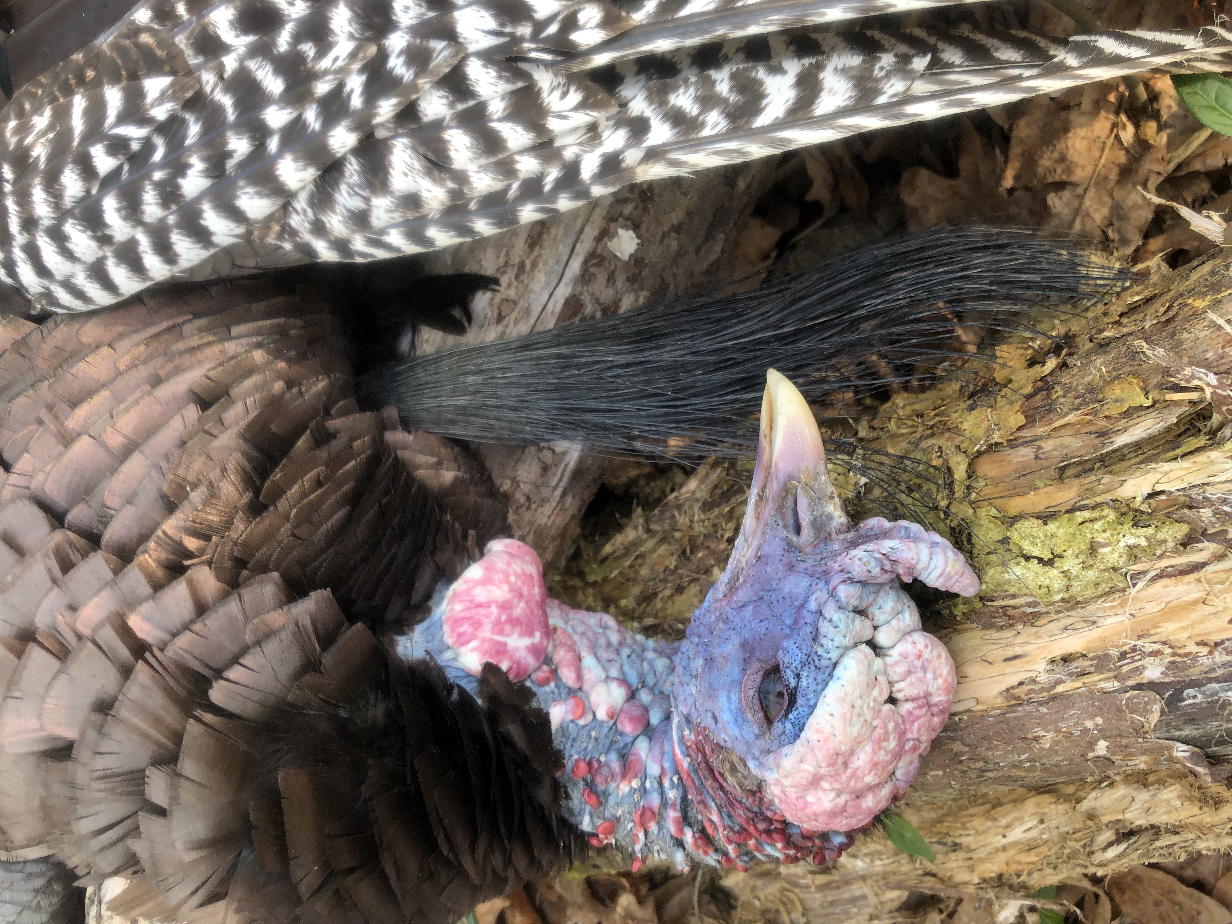 Hillcrest hunting photo