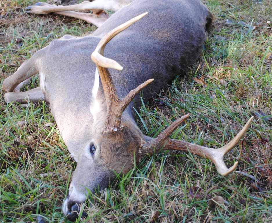 2011 deer harvest at Hillcrest