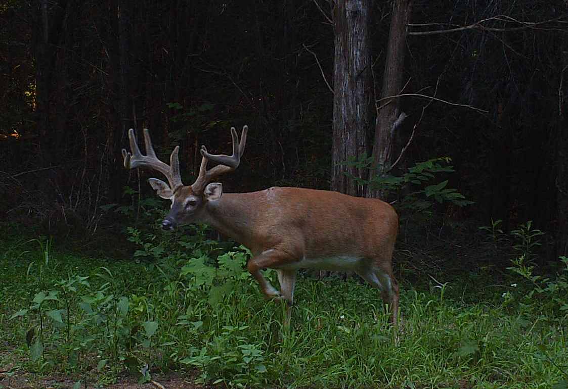 Buck photographed by the Hillcrest trail camera