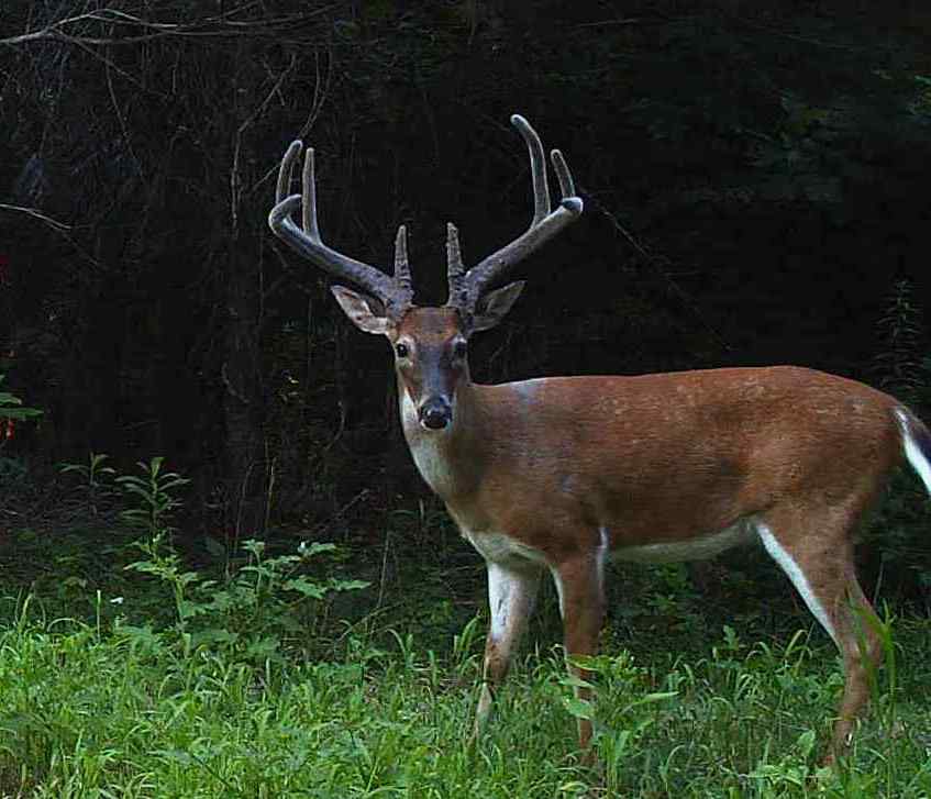 Buck photographed by a trail camera at Hillcrest