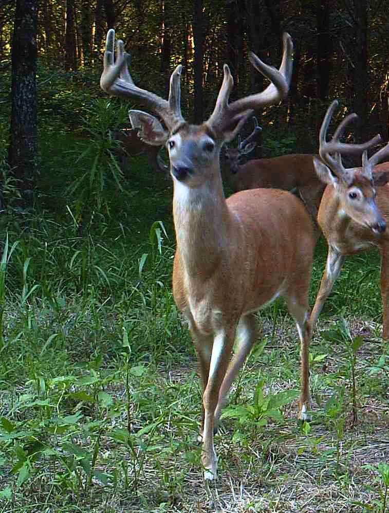 Hillcrest buck