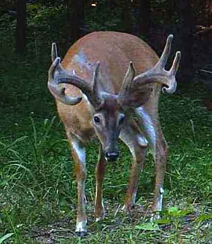 Hillcrest buck on a trail camera