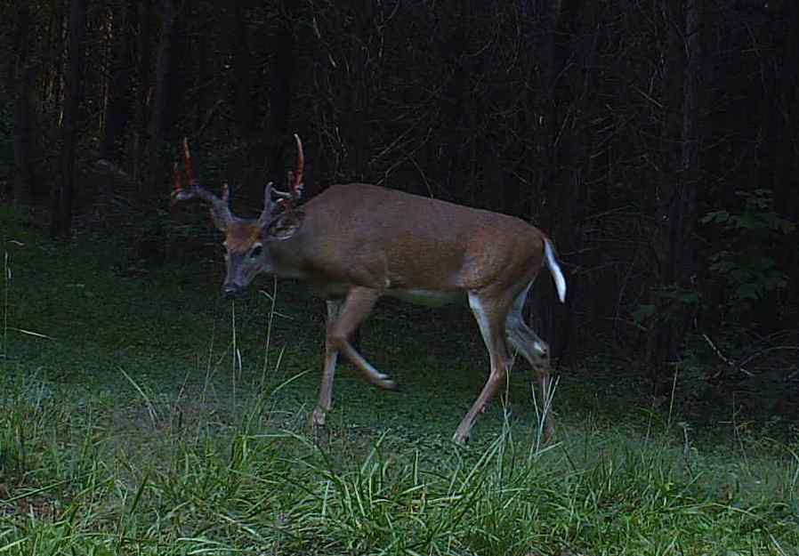 Eight-point buck at Hillcrest