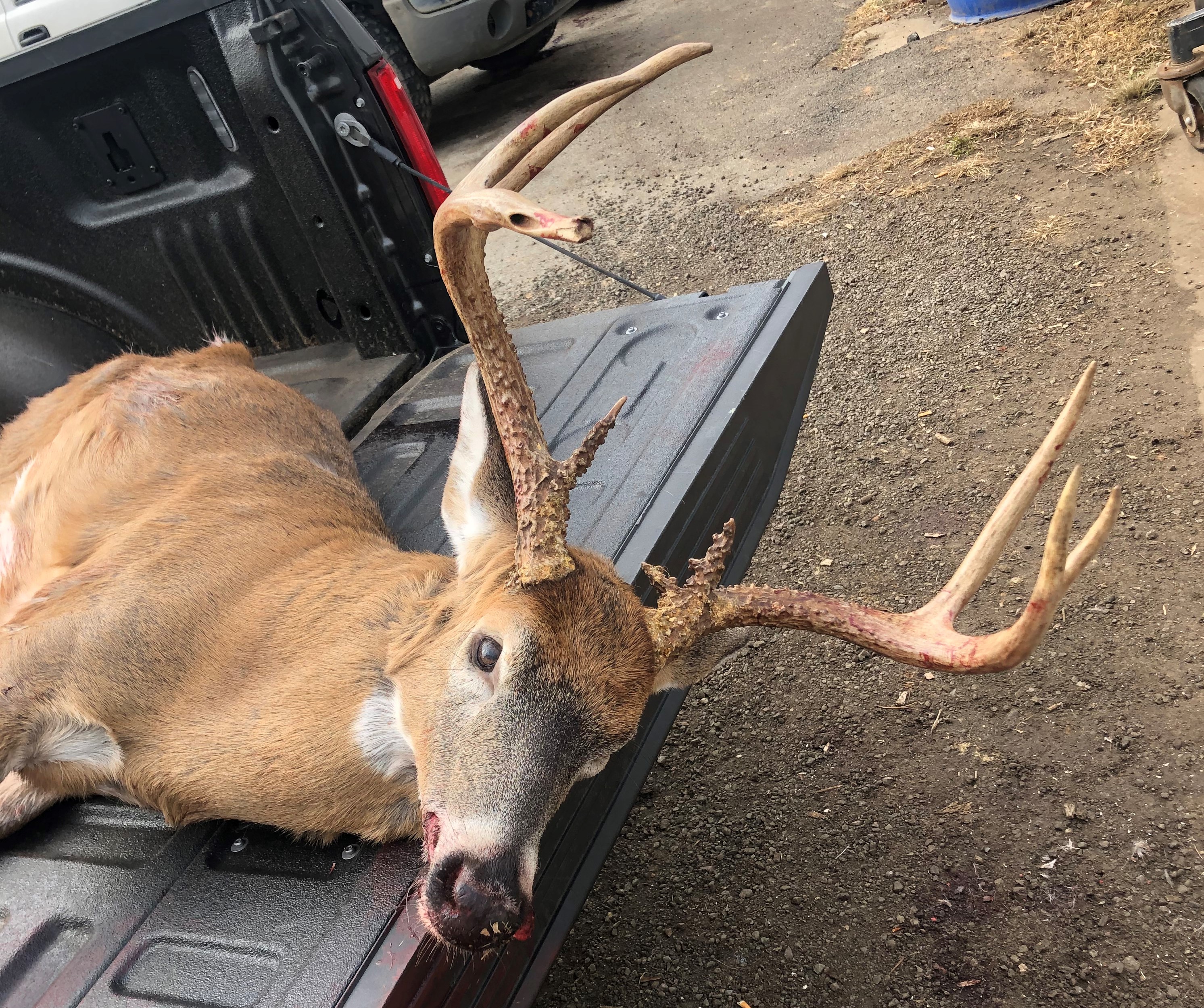 Hillcrest hunting photo