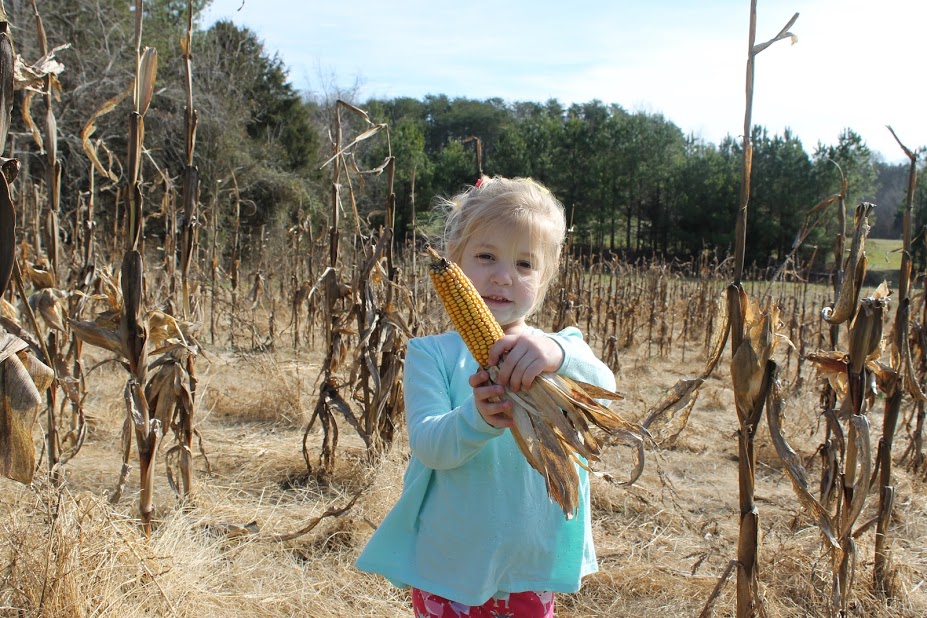 Corn at Hillcrest