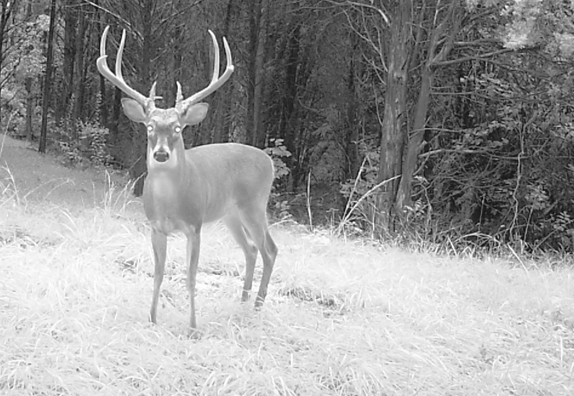 Large September buck at Hillcrest