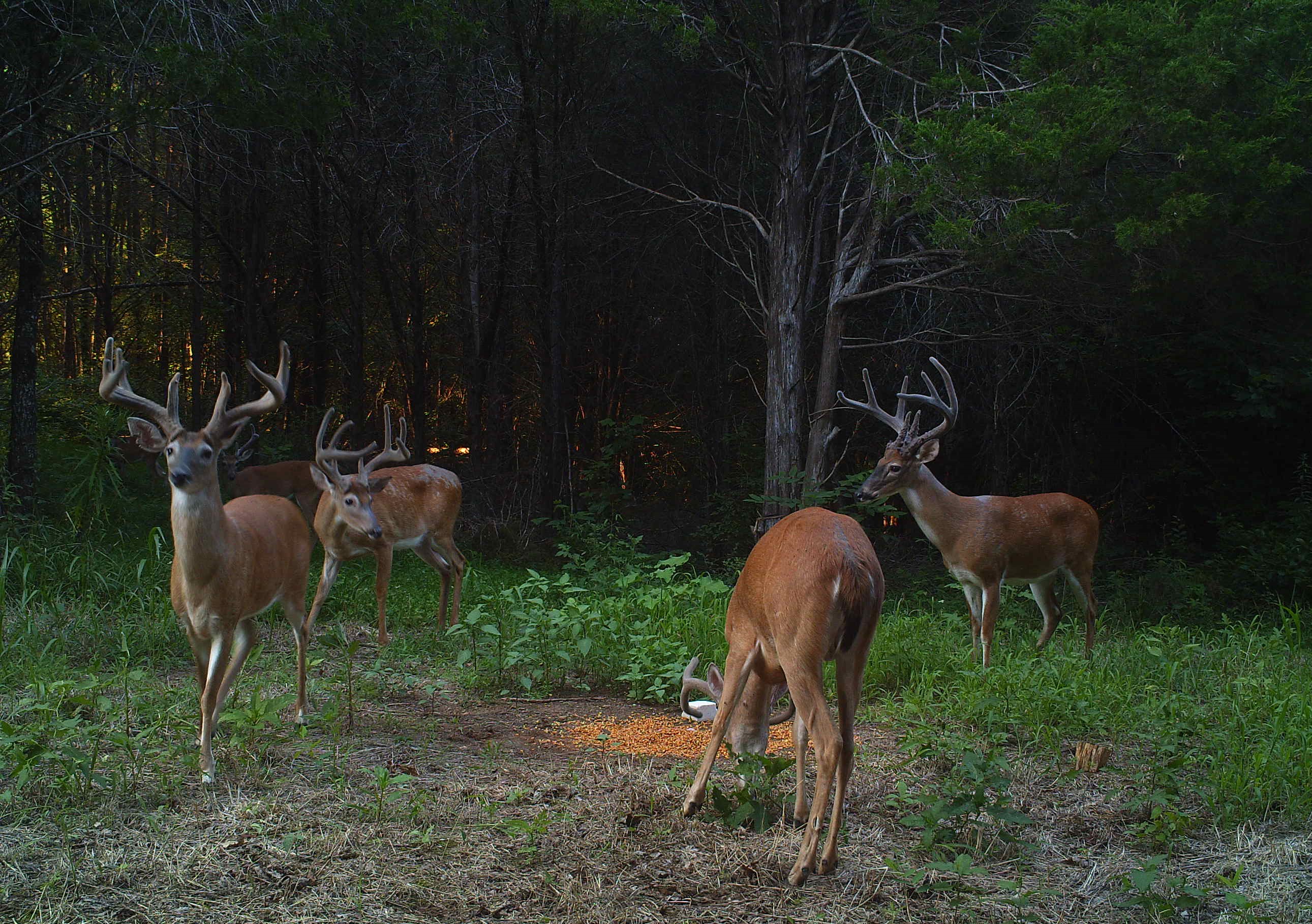Group of deer at Hillcrest