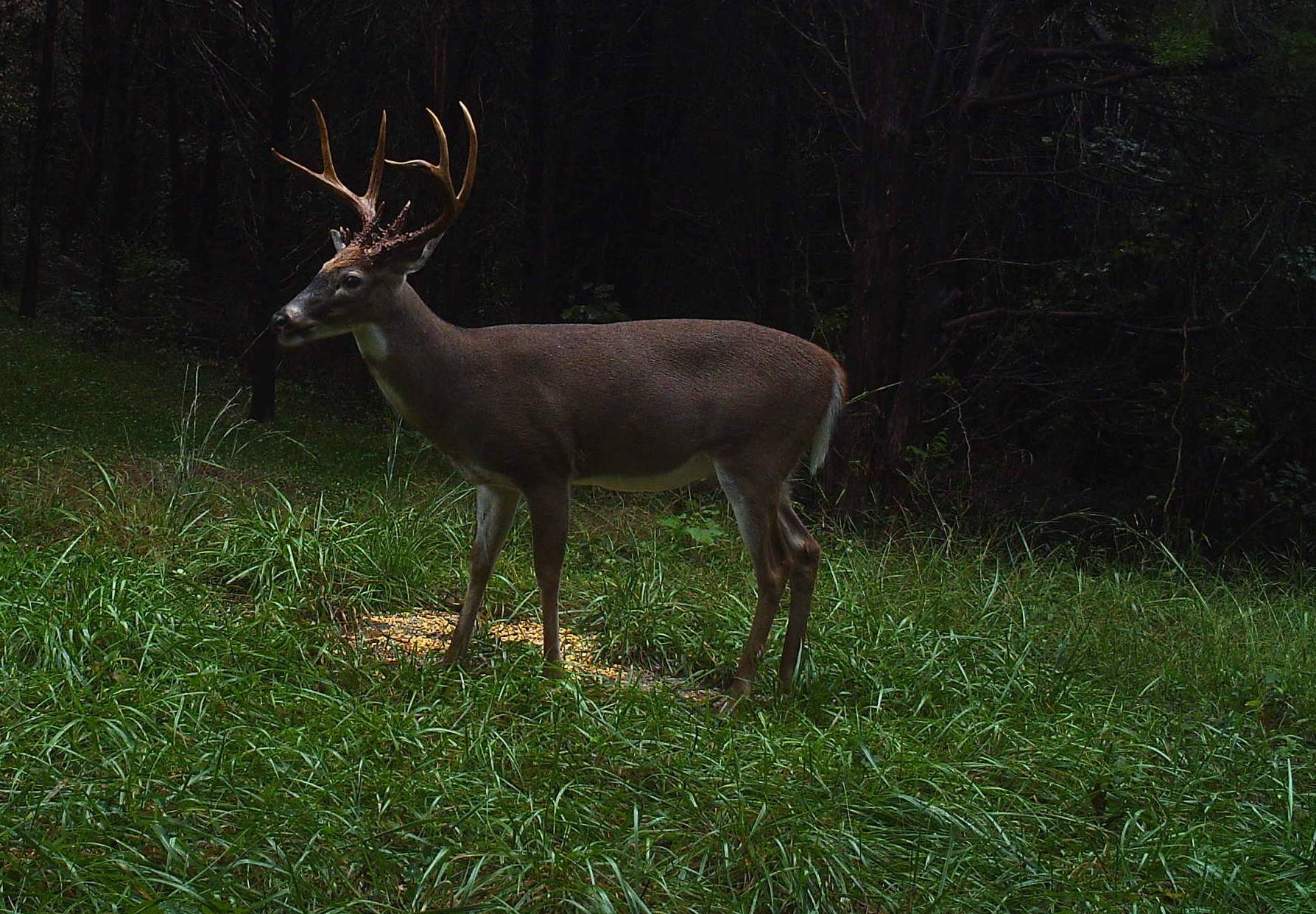 Large buck photographed in September