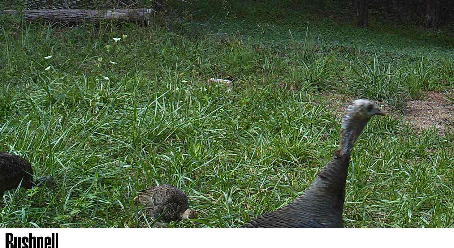 Young turkey at Hillcrest