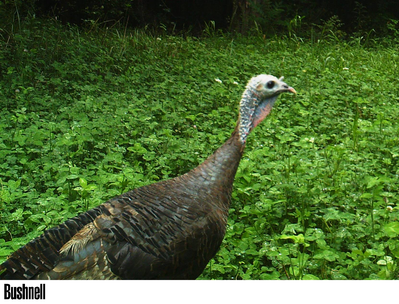 Turkey hen at Hillcrest