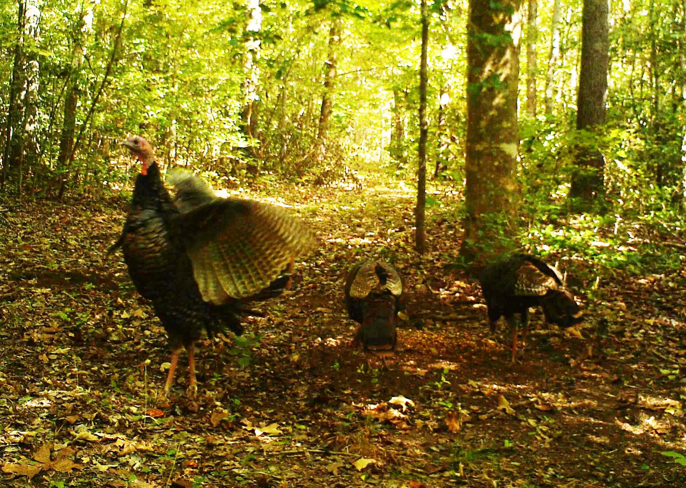 October turkey at Hillcrest