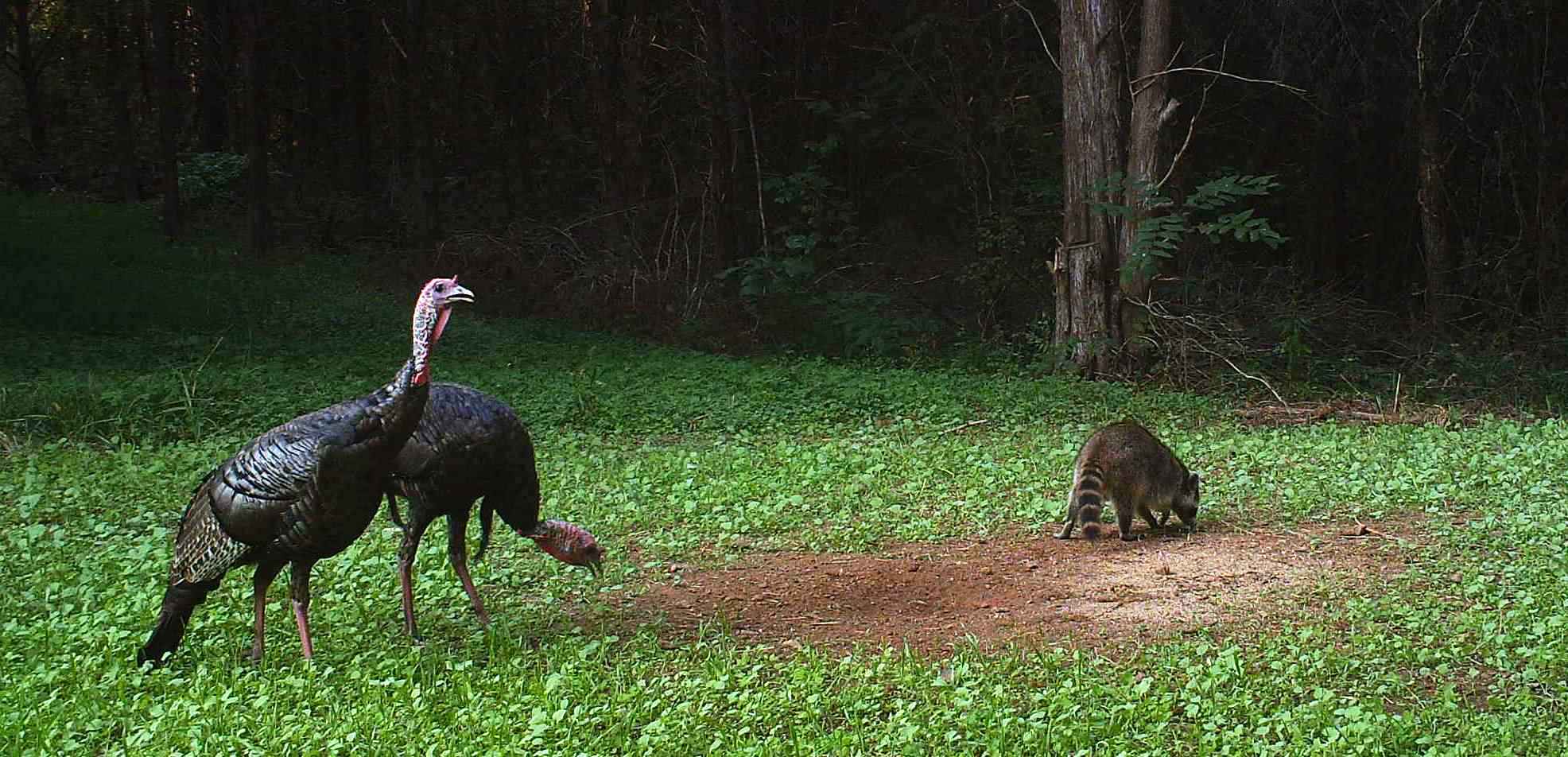 September flock of turkeys
