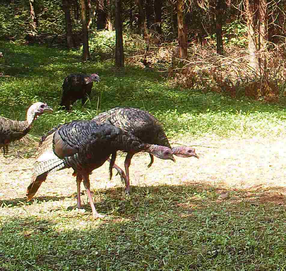 Trail-camera turkey at Hillcrest
