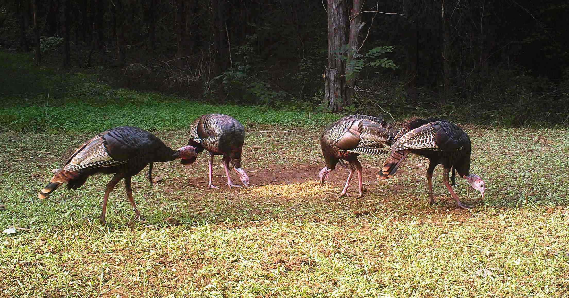 September turkey at Hillcrest