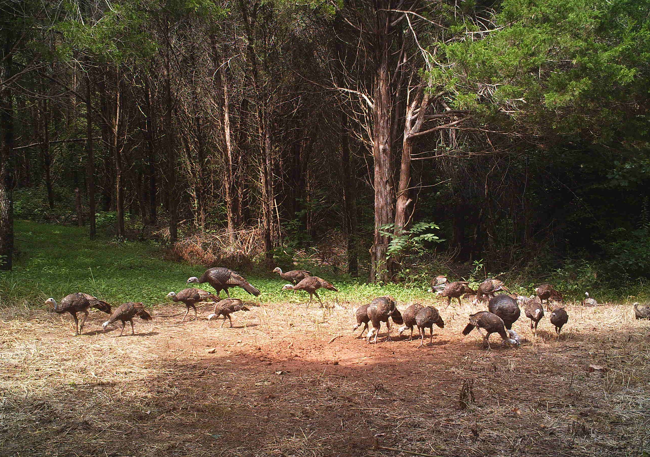 Turkeys at Hillcrest in August