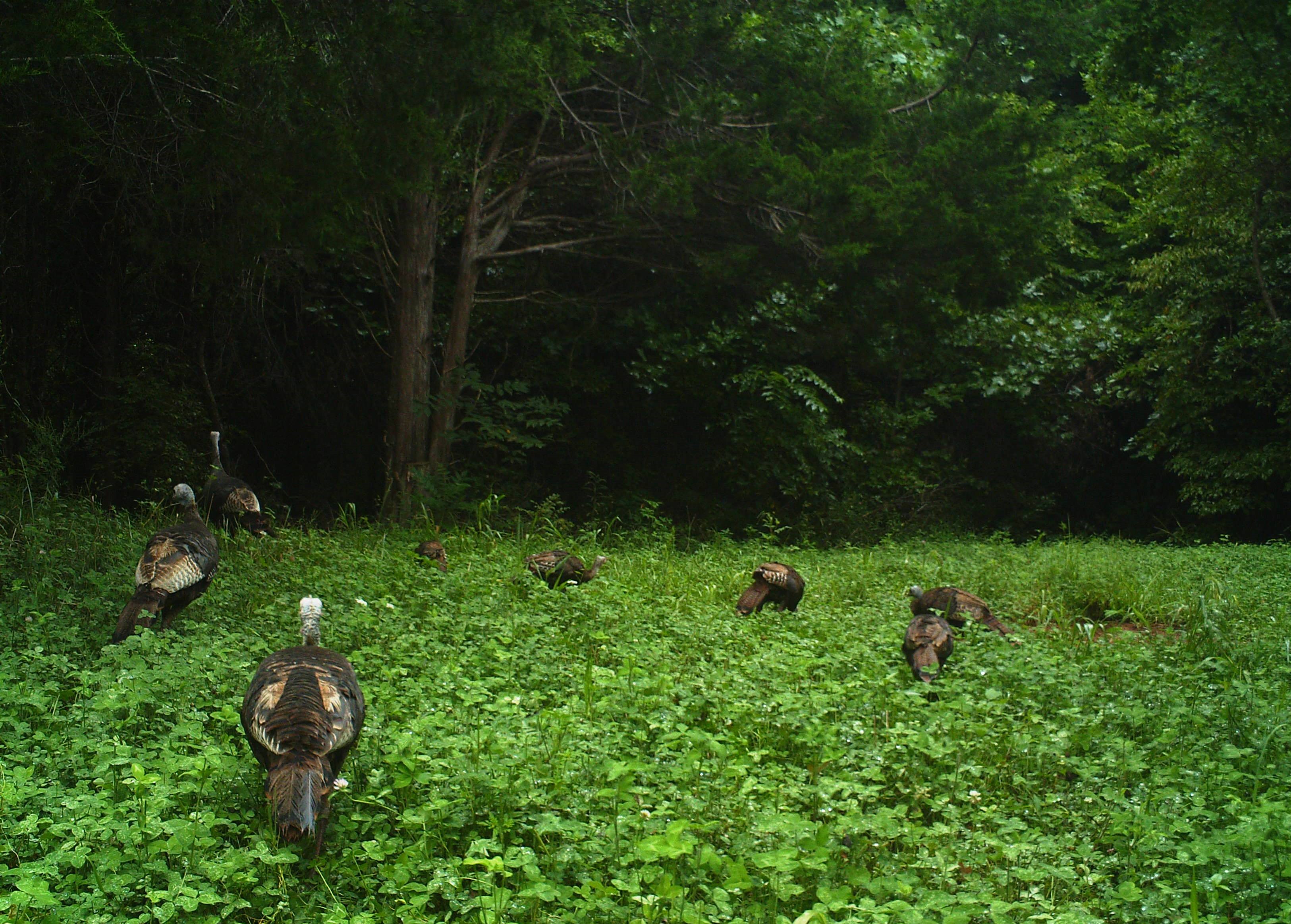 Turkeys at Hillcrest in mid-August