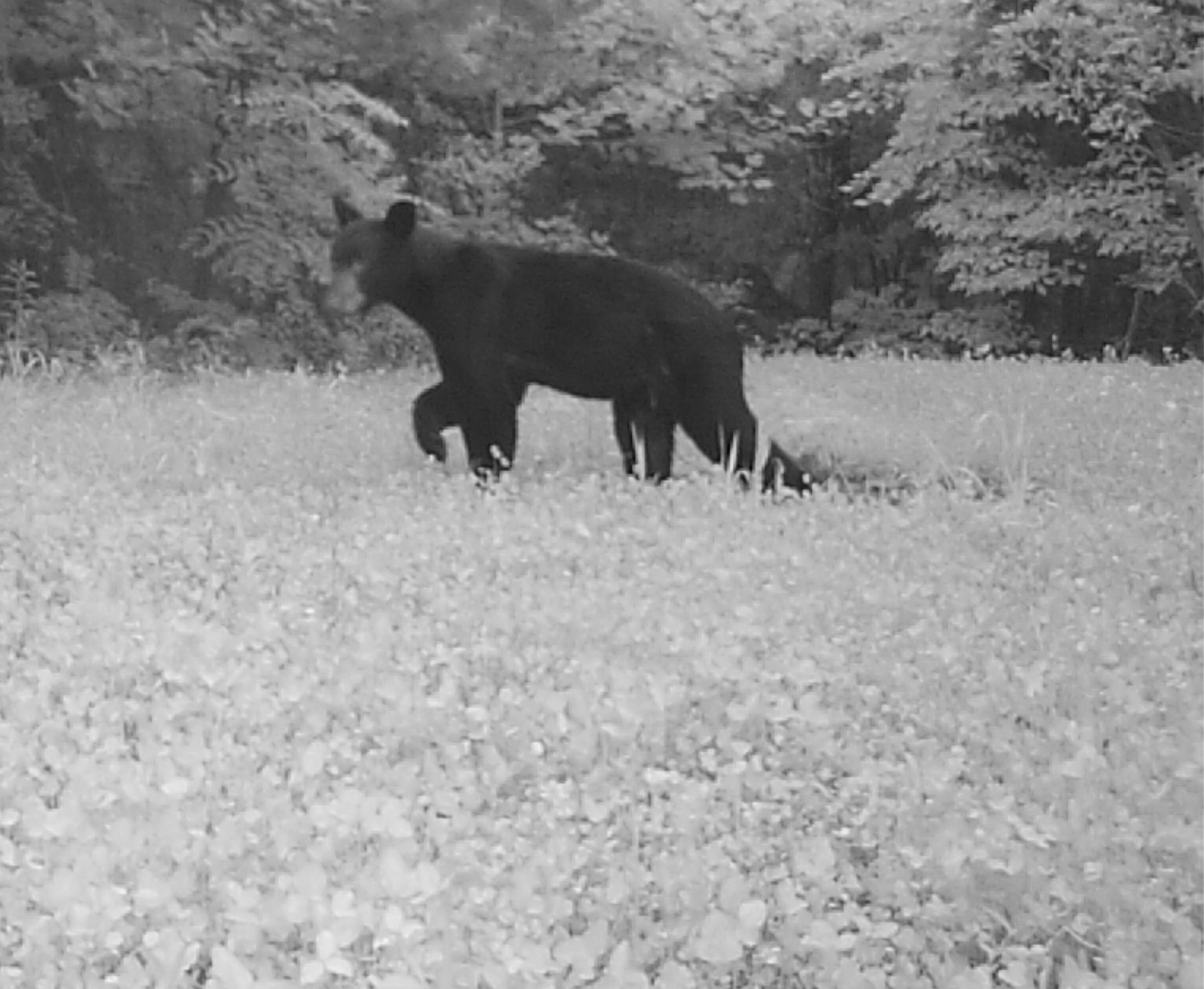 August bear at Hillcrest