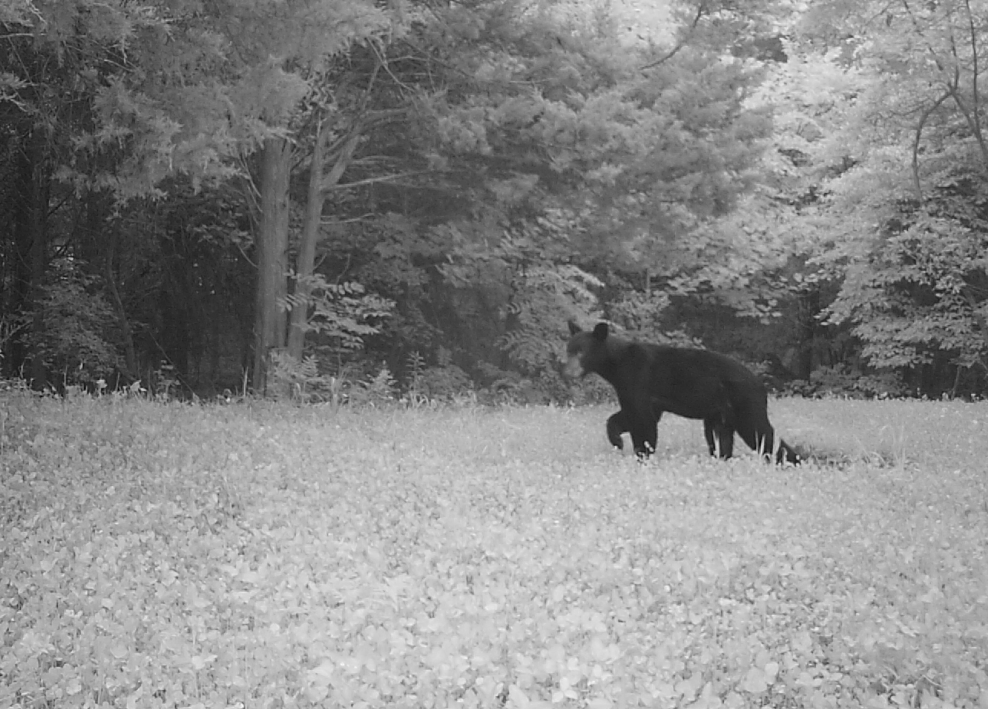 Bear photographed by the Hillcrest trail camera