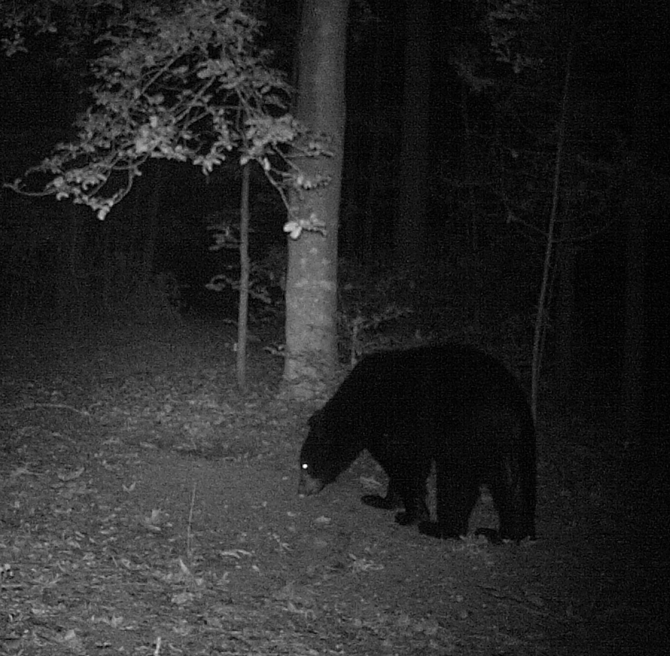 Hillcrest bear