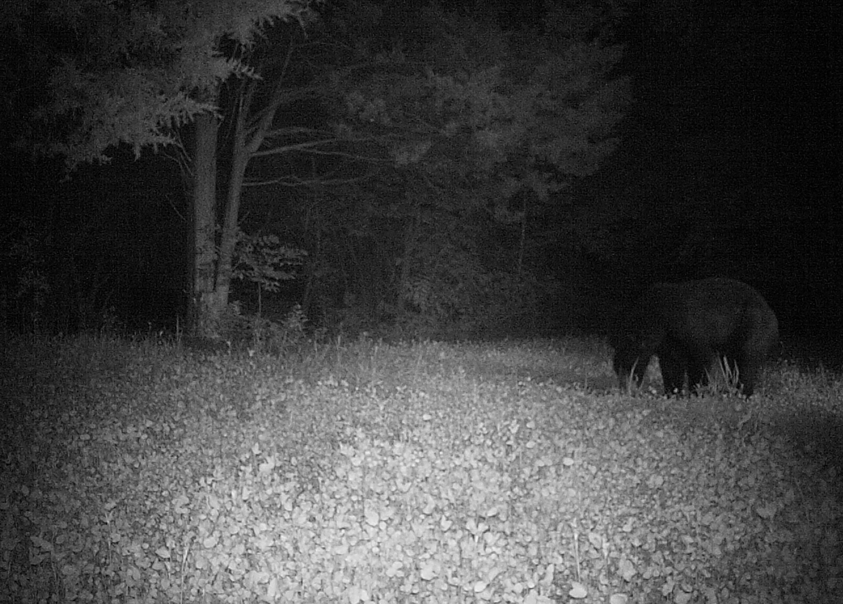 Bear at Hillcrest