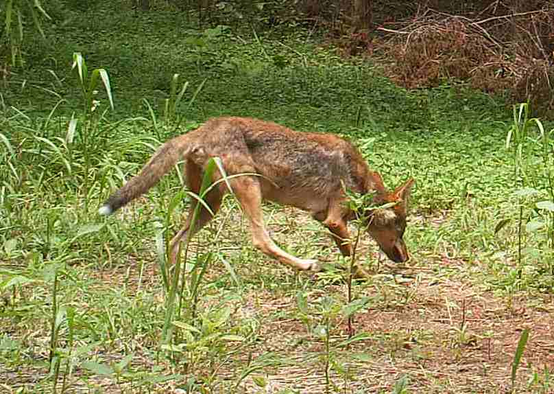 August coyote at Hillcrest