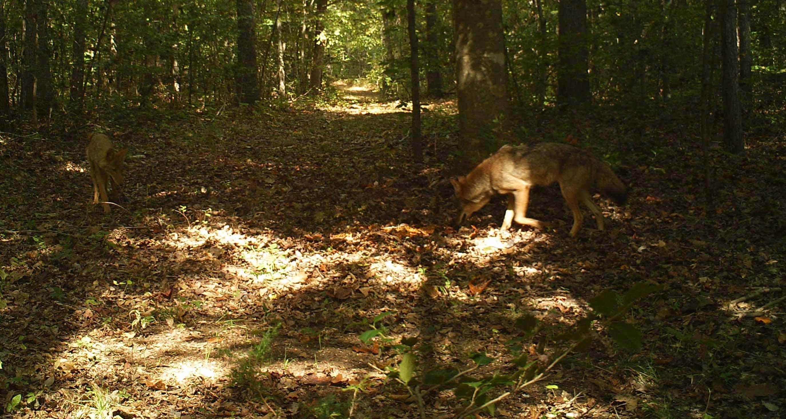 September coyote at Hillcrest