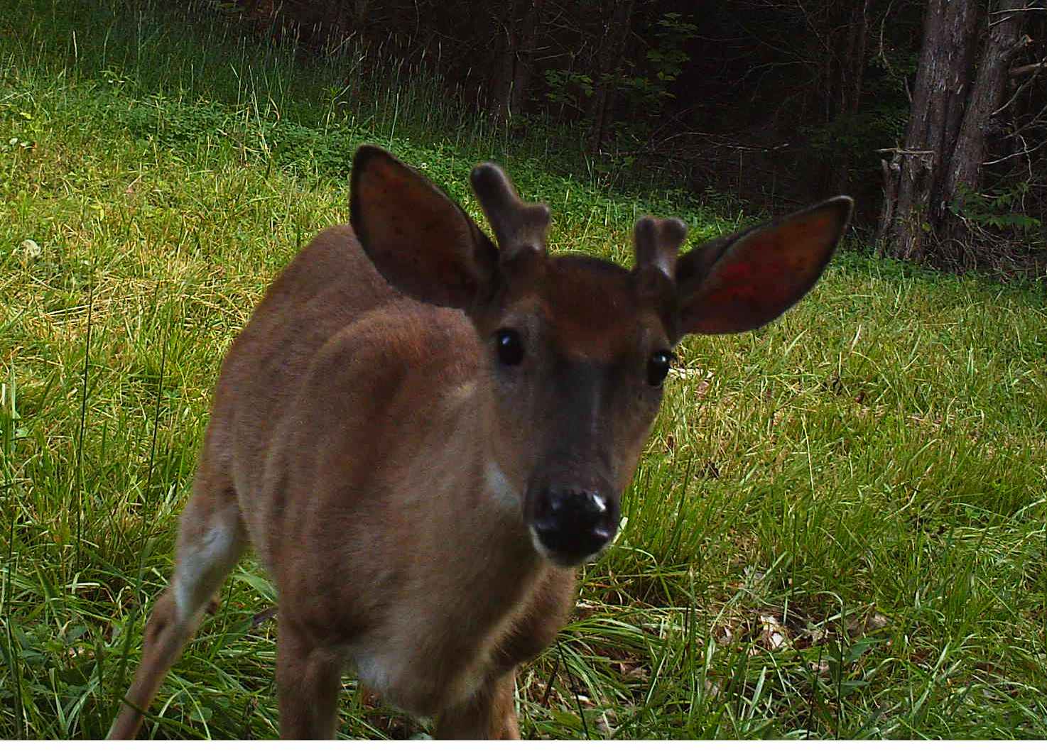 Young buck close to the trail camera