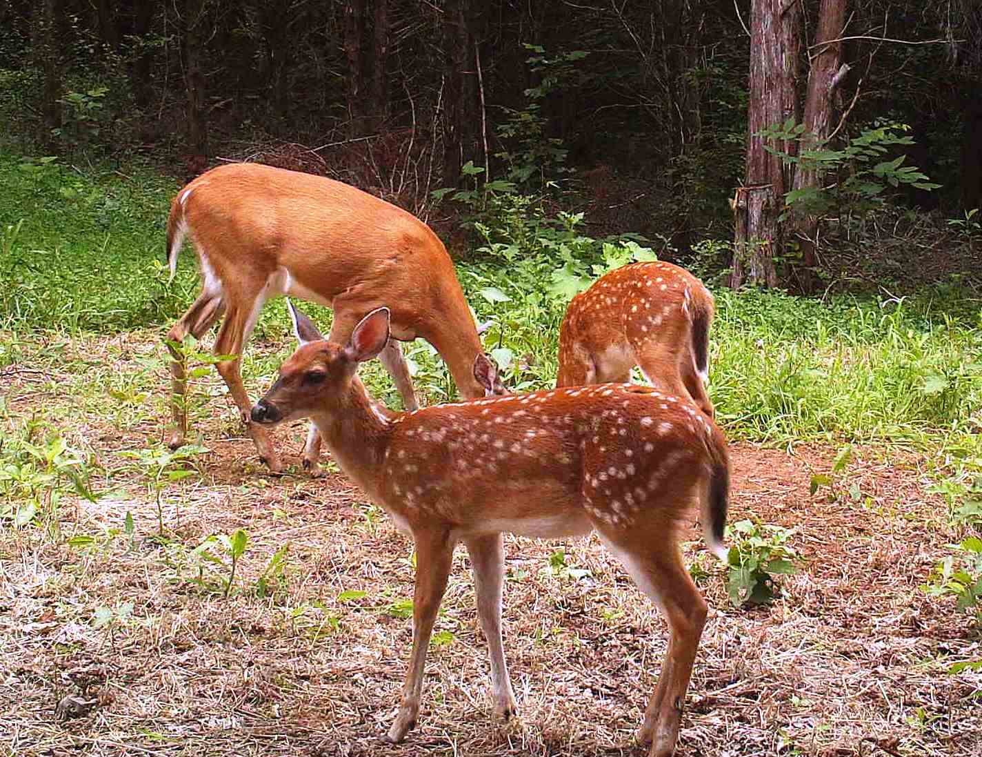 Fawn at Hillcrest