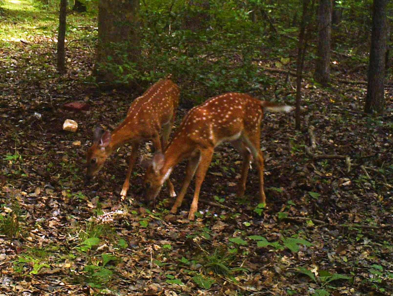 Fawns at Hillcrest in August