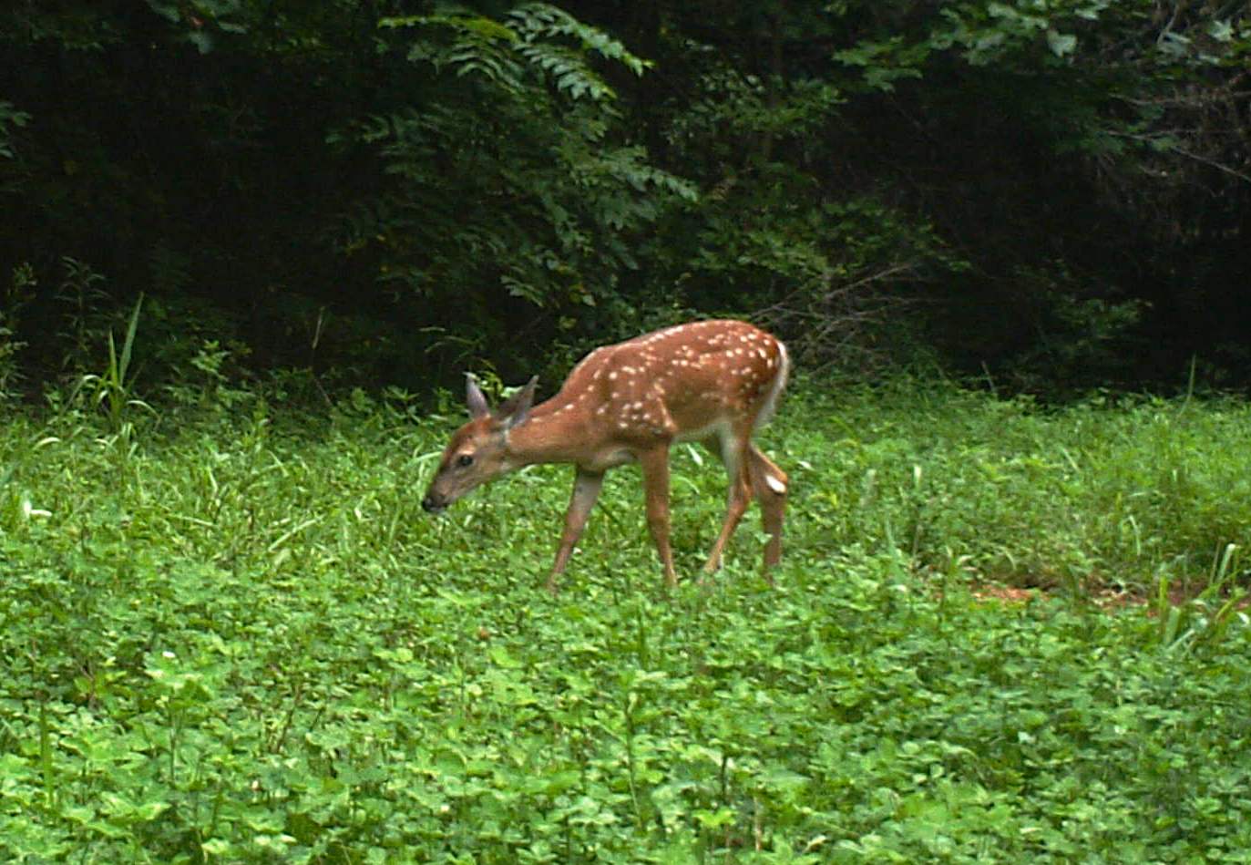 Hillcrest fawn