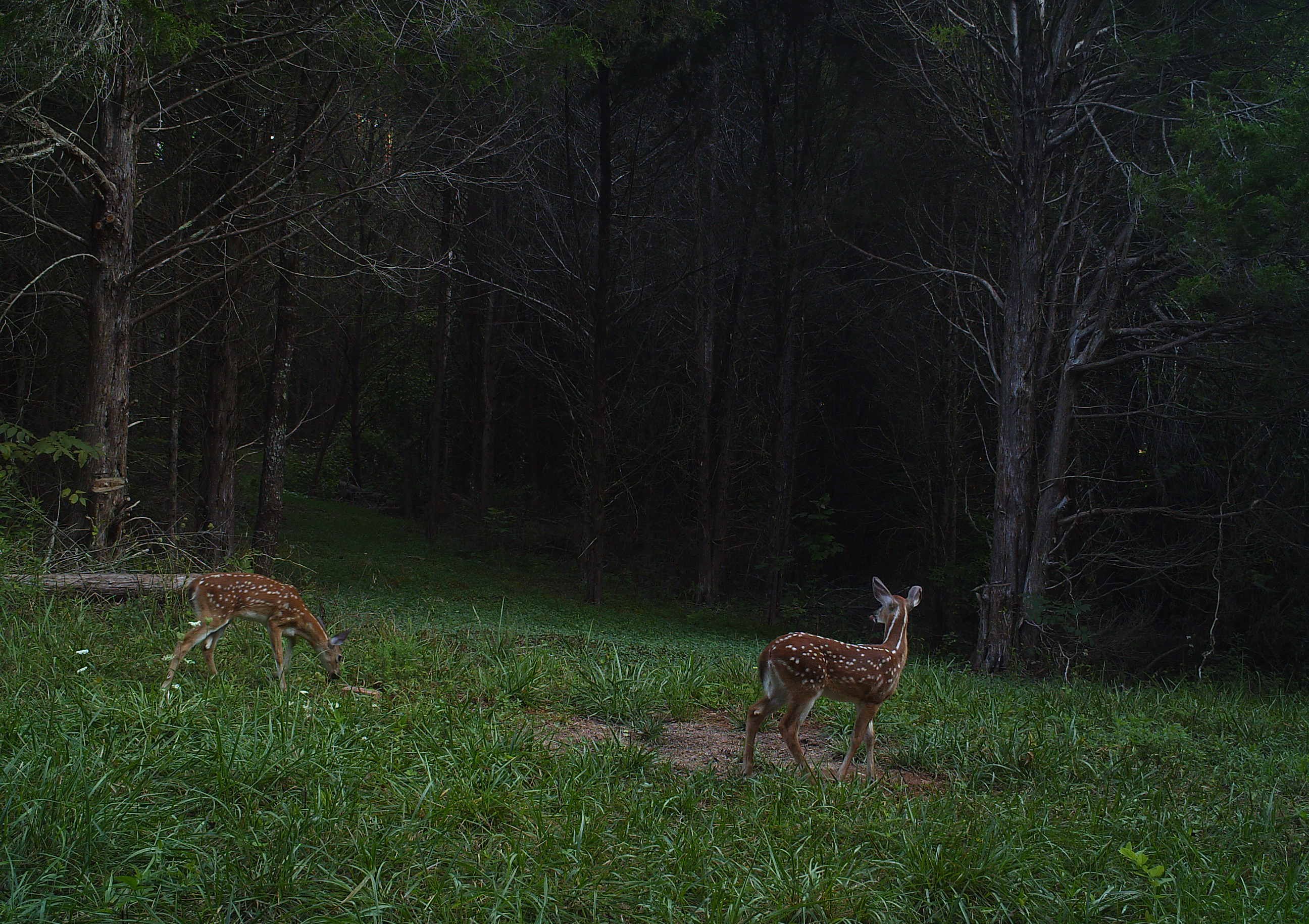Fawns at Hillcrest