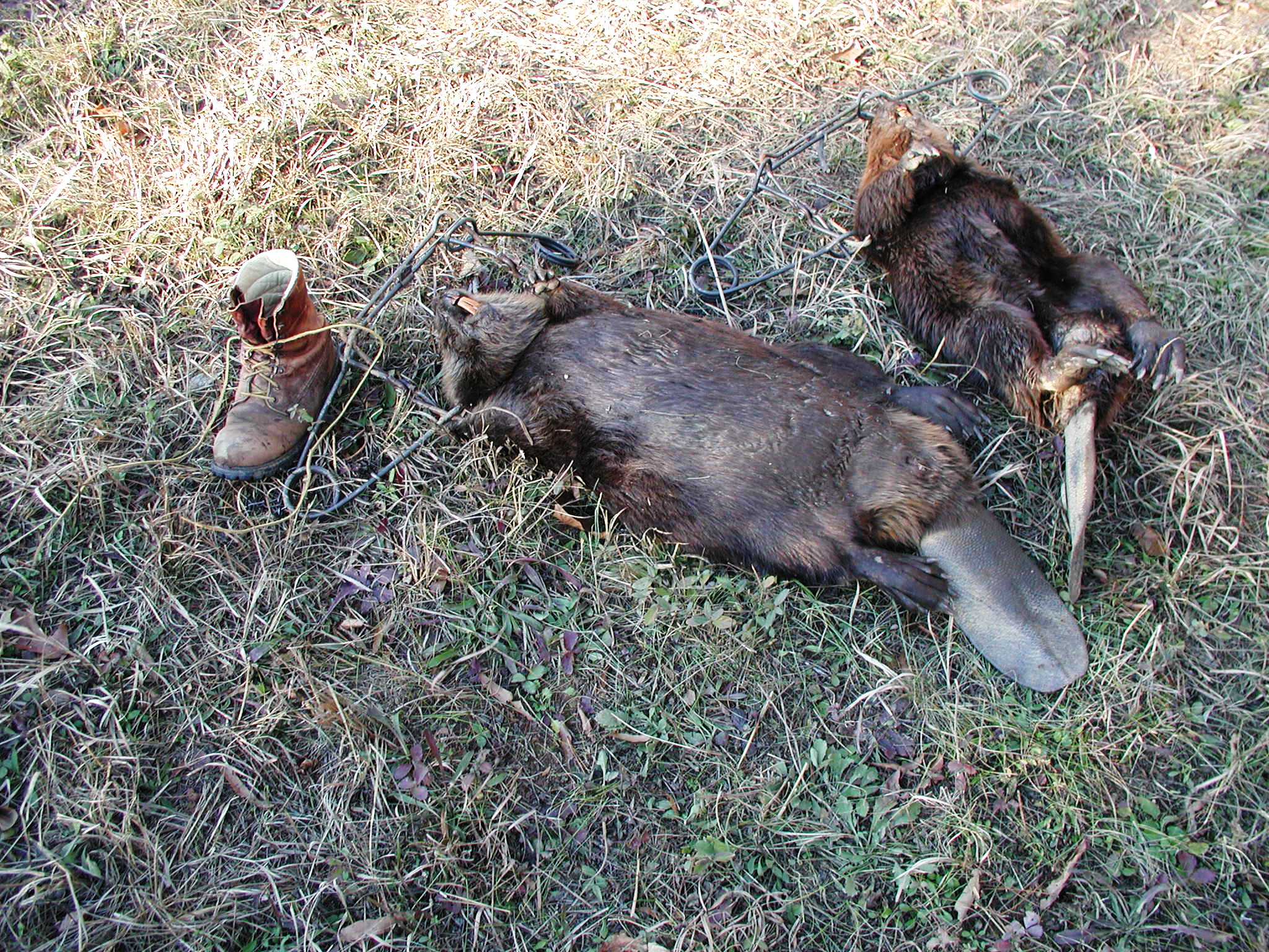 Beaver and boot at Hillcrest