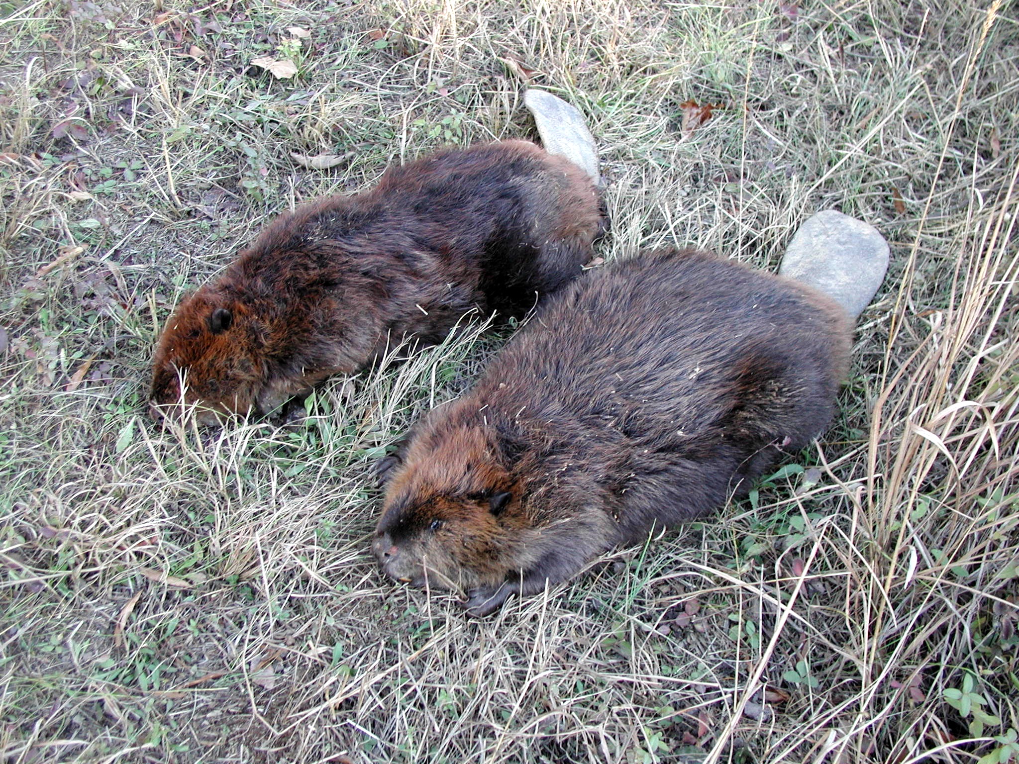 Beavers at Hillcrest