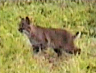 Bobcat photographed at Hillcrest