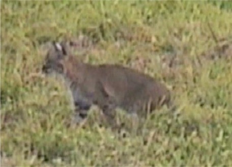 Bobcat at Hillcrest