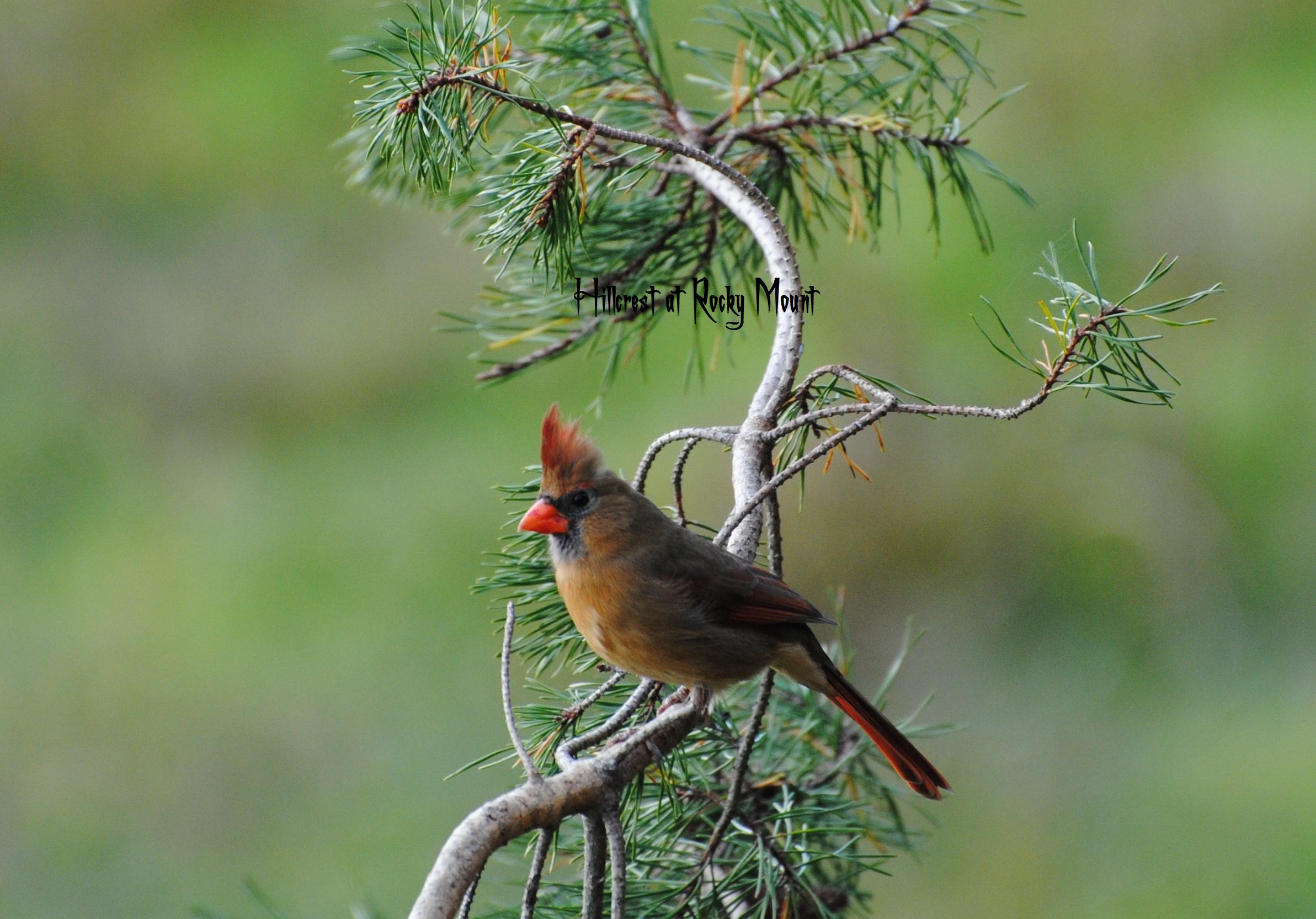 Cardinal at Hillcrest