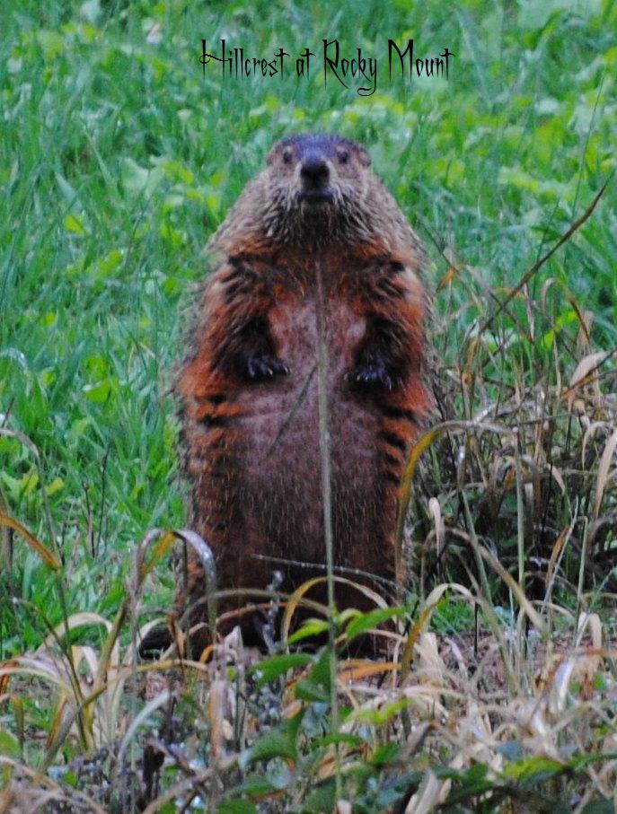 Groundhog at Hillcrest