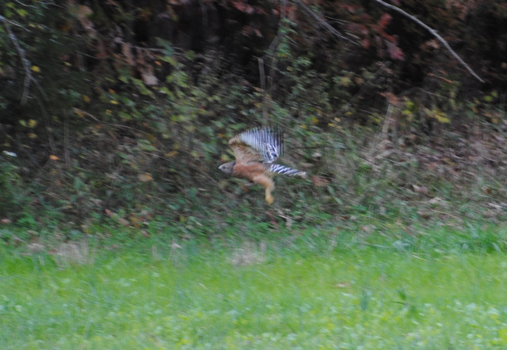Hawk in flight at Hillcrest