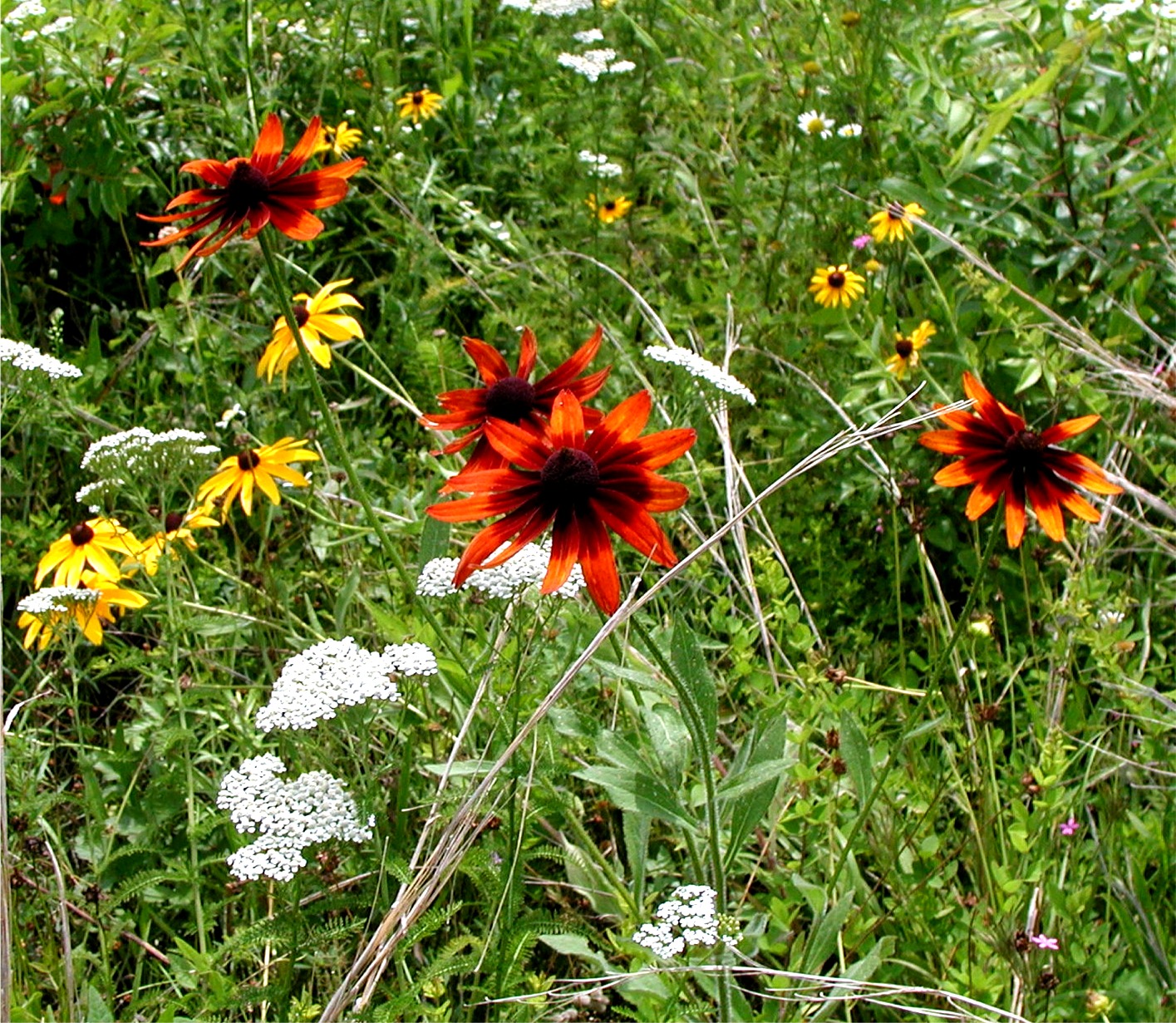 Wildflowers at Hillcrest
