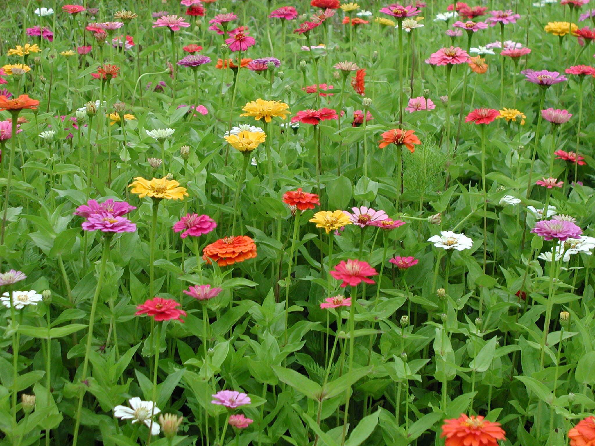Hillcrest field and habitat planting