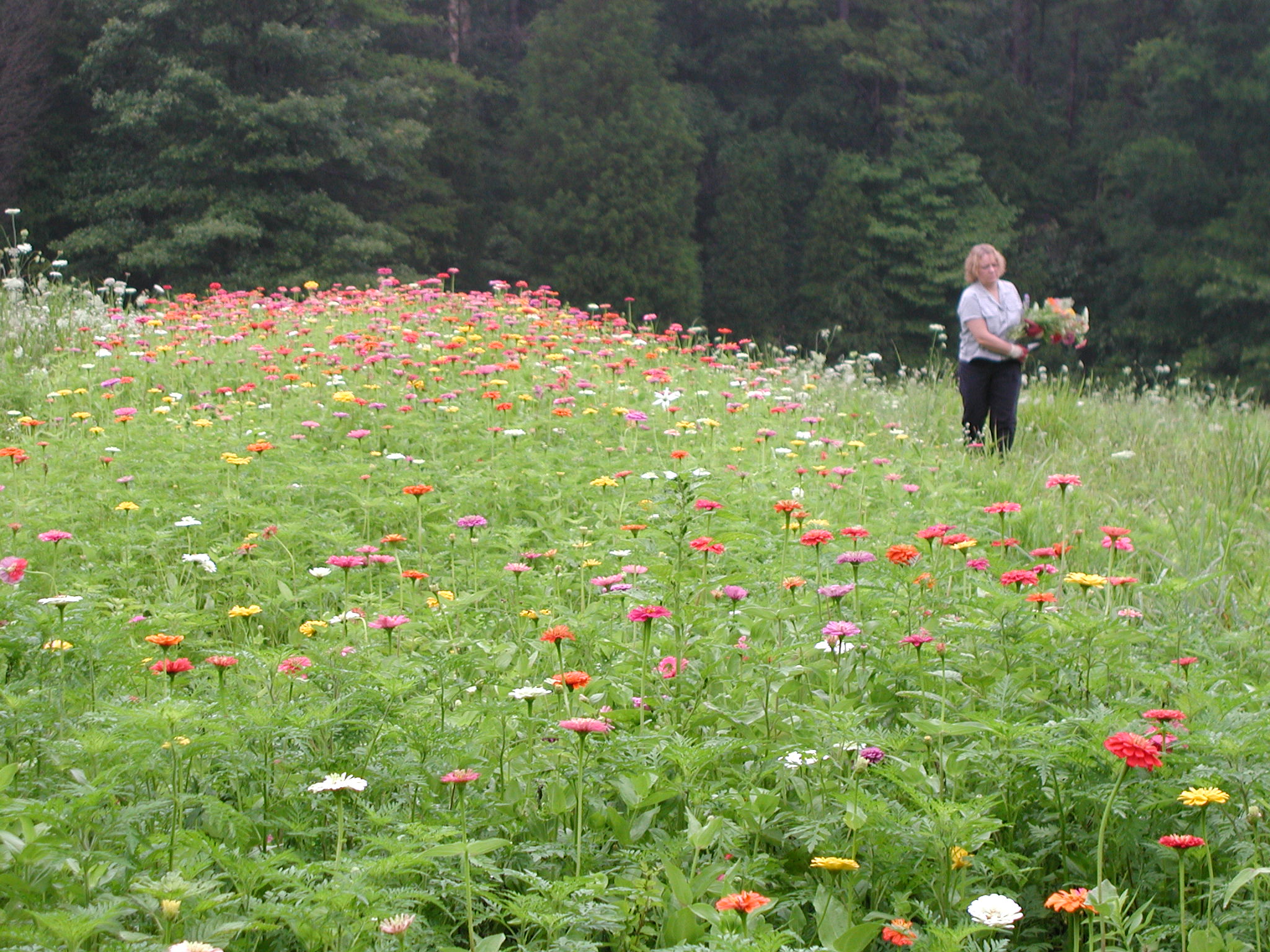 Hillcrest field and habitat planting